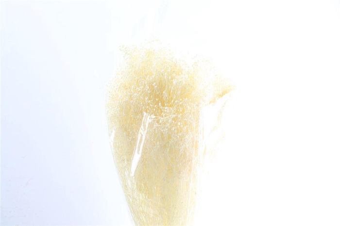 <h4>Dried Brooms Bleached Bunch</h4>