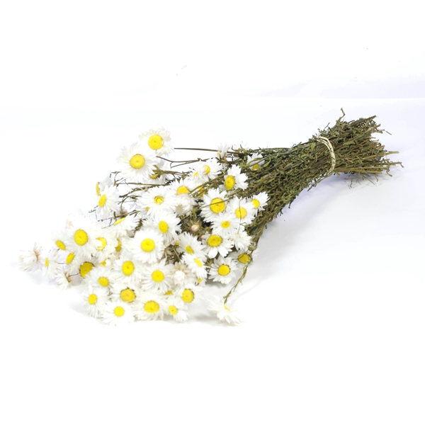 <h4>Acroclinium Natural White</h4>