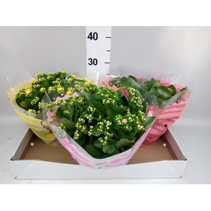 Kalanchoe blos.   ..rosebud mix  5