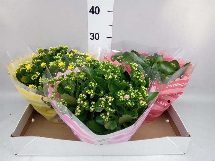 <h4>Kalanchoe blos.   ..rosebud mix  5</h4>