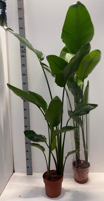 <h4>STRELITZIA NICOLAI</h4>