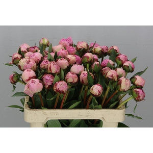 Paeonia Sarah Bernhardt