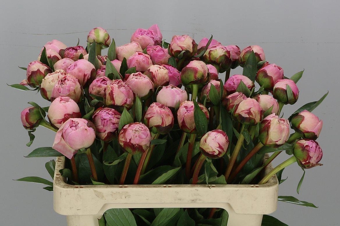 <h4>Paeonia Sarah Bernhardt</h4>