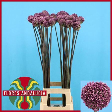 <h4>Allium Summer Drummer</h4>