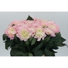 Dahlia Princess Kate