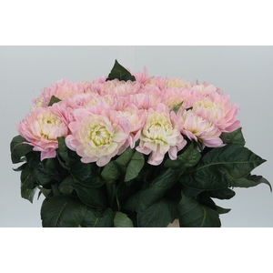 Dahlia Princess Kate