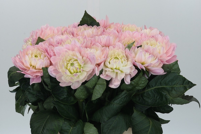 Dahlia Princess Kate