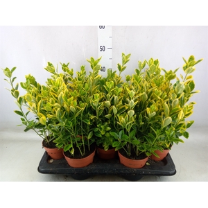 Euonymus japon. 'Aureus'