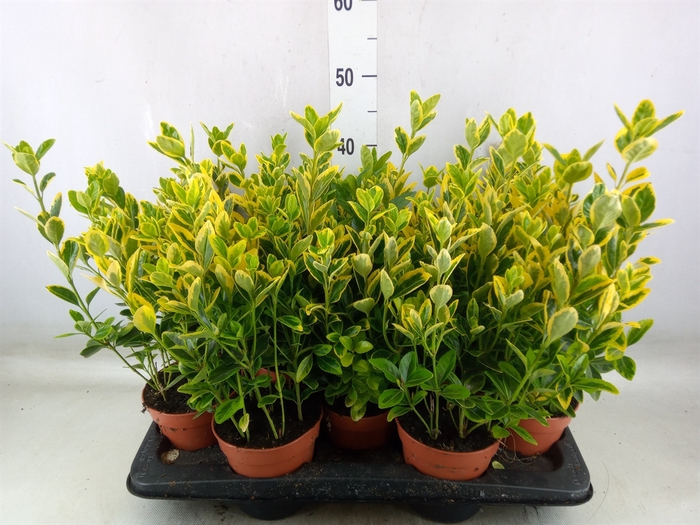 <h4>Euonymus japon. 'Aureus'</h4>