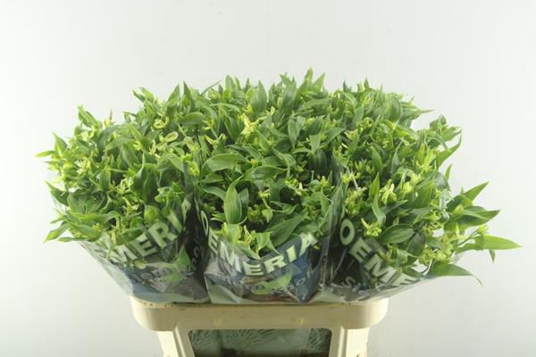 <h4>Alstr Fl Jade (groen)</h4>