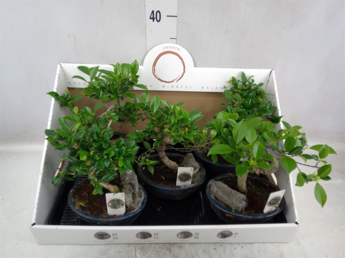 <h4>Bonsai   ...mix</h4>