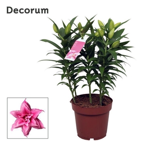 Roselily Esra 19cm