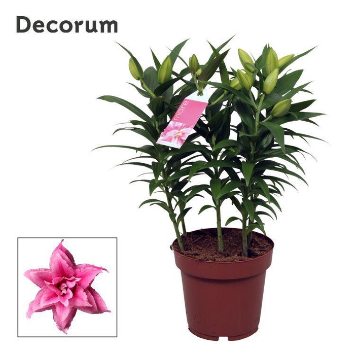 <h4>Roselily Esra 19cm</h4>