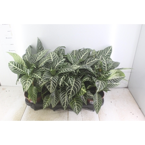 APHELANDRA COM FLOR P15 COM FLOR