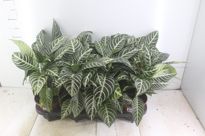 <h4>APHELANDRA COM FLOR P15 COM FLOR</h4>