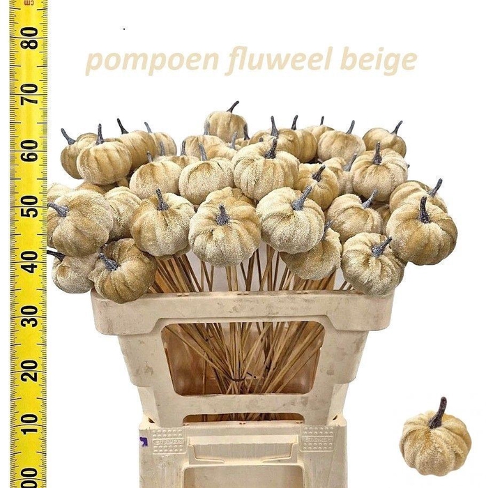 <h4>HUIS EN TUINDECO H%</h4>