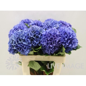 Hydrangea royal parade