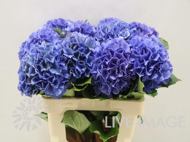 <h4>Hydrangea royal parade</h4>