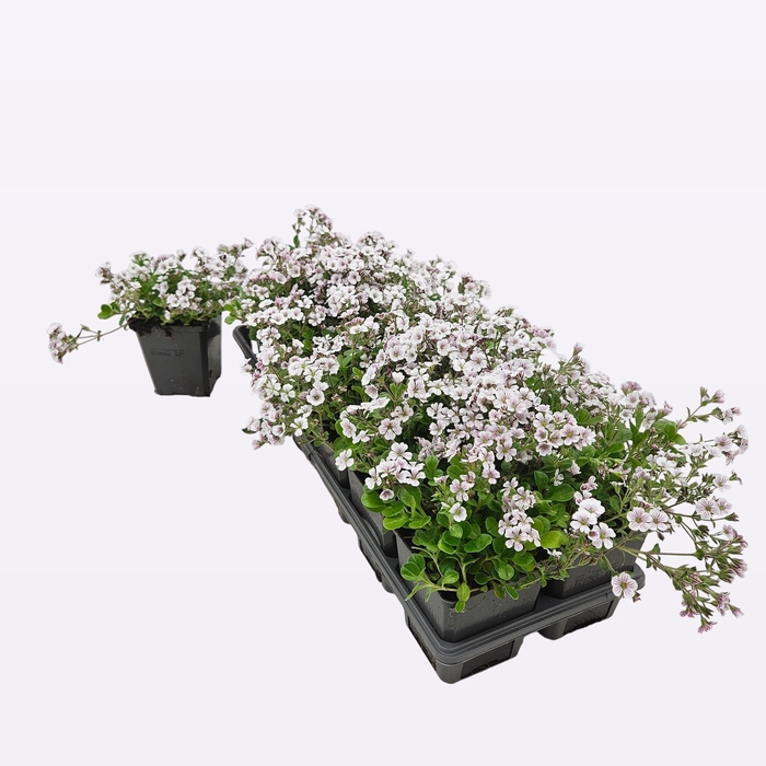 <h4>Gypsophila Cerastioïdes</h4>
