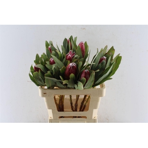 Protea Sheila