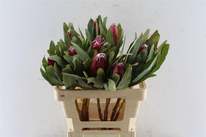 <h4>Protea Sheila</h4>