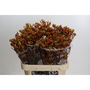 Kangaroo Paw Gold Fever