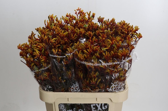 <h4>Anigozanthos Gold Fever</h4>
