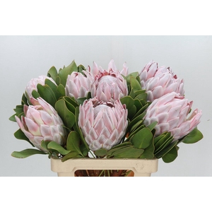 Protea Cynaroides
