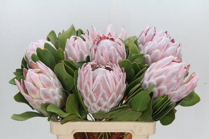 <h4>Protea Cynaroides</h4>