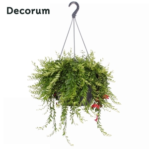 Aeschynanthus Japhrolepis XXL