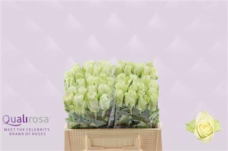 <h4>R GR ATHENA</h4>