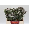 Kaaps Groen Silver Brunia