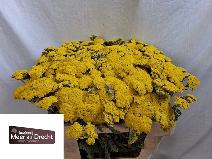 <h4>Achillea Moonshine Meer en Drecht</h4>
