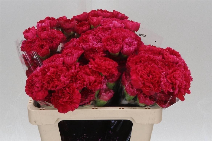 <h4>Anjer Kort Bizet</h4>