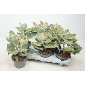 KALANCHOE BEHARENSIS