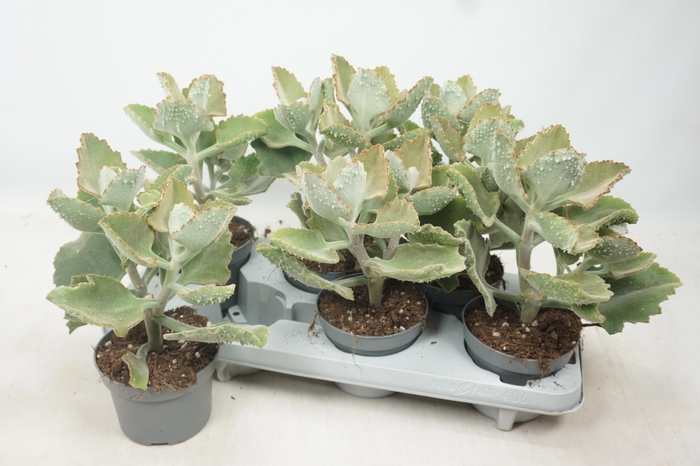 <h4>KALANCHOE BEHARENSIS</h4>