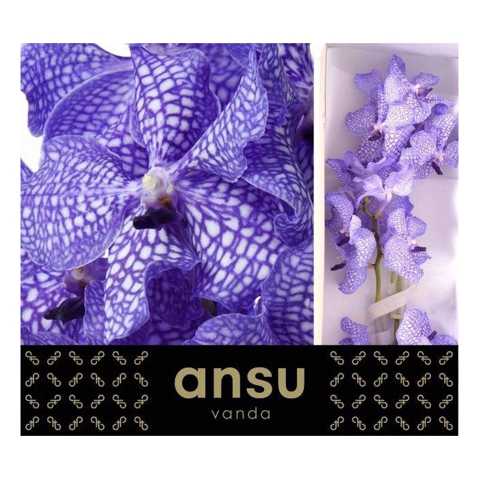 <h4>Vanda Kan Delft Blue</h4>