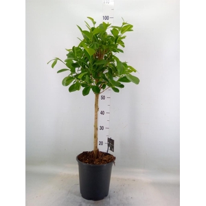 Ficus microcarpa 'Moclame'