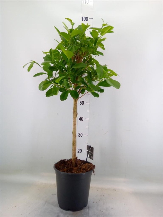 <h4>Ficus microcarpa 'Moclame'</h4>