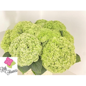 HYDR M ROY HIGHNE CL