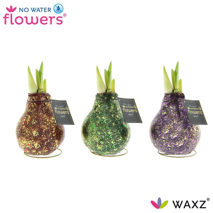 <h4>No Water Flowers® Galaxy Polaris Mix</h4>