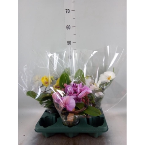Phalaenopsis  'Muse'   ...mix