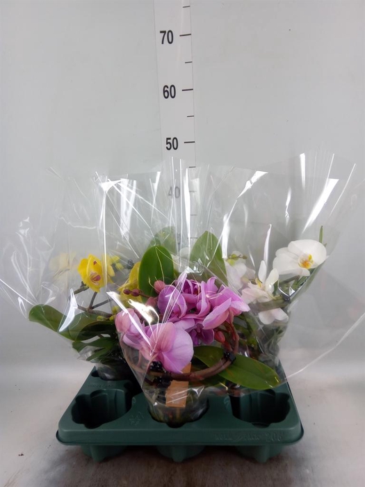 <h4>Phalaenopsis  'Muse'   ...mix</h4>