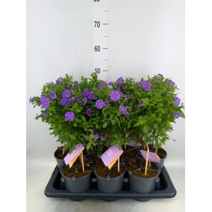 Lycianthes ran. 'Blue Fountain'