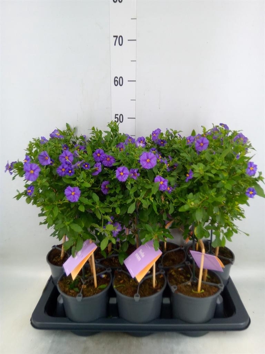 <h4>Lycianthes ran. 'Blue Fountain'</h4>