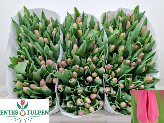 <h4>TU EN MOLTO AMATA</h4>