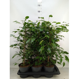 Ficus benja. 'Danita'