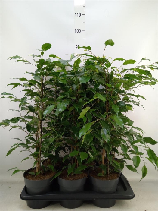 <h4>Ficus benja. 'Danita'</h4>