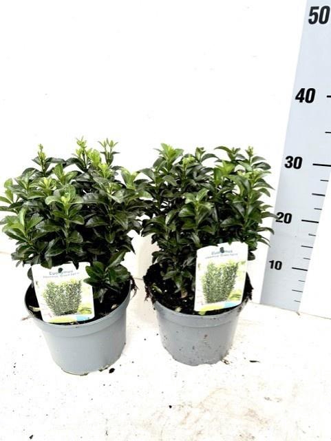 <h4>EUONYMUS JA GR SPIRE</h4>