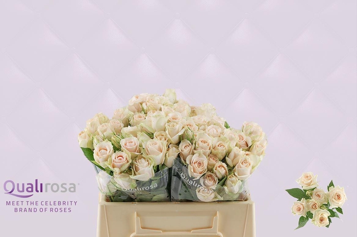 <h4>R Tr Super Bubbles</h4>